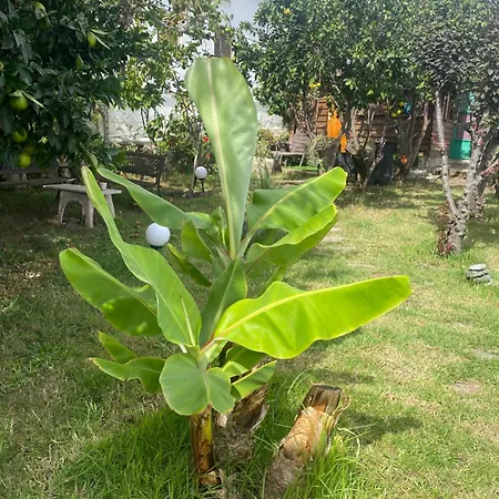 Casa de hóspedes De Tarzán Las Palmas de Gran Canárias